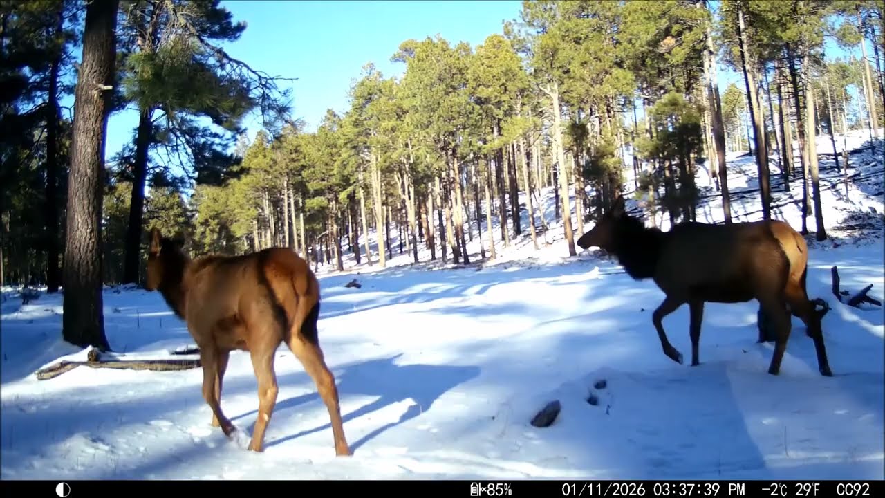 02282026 - The last 2 Months Critter-Cam 01 in the meadow