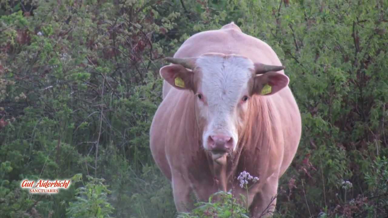 Gut Aiderbichl: Weißer Stier Iwan