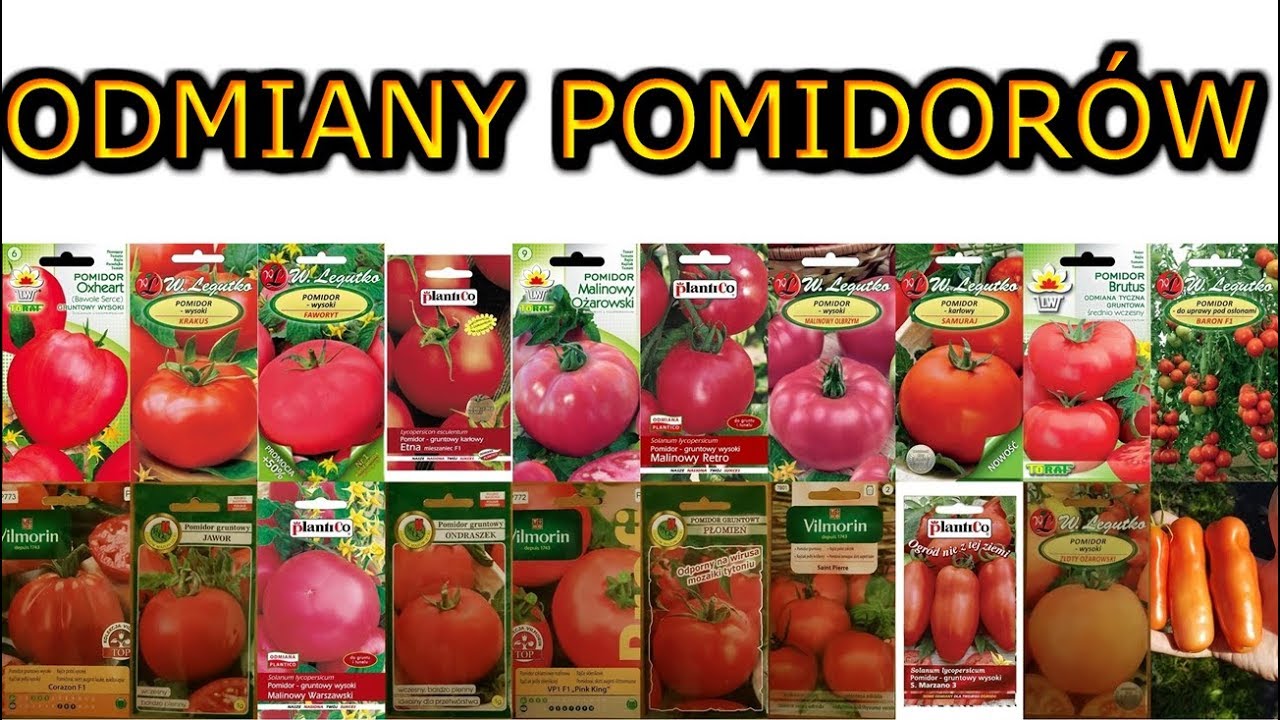 Odmiany Pomidorów Wielkoowocowych - ciekawe i polecane