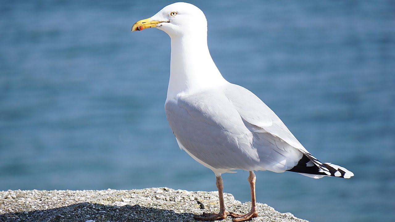 100% PURE SEAGULLS NOISE [SOUND OF NATURE] 10h