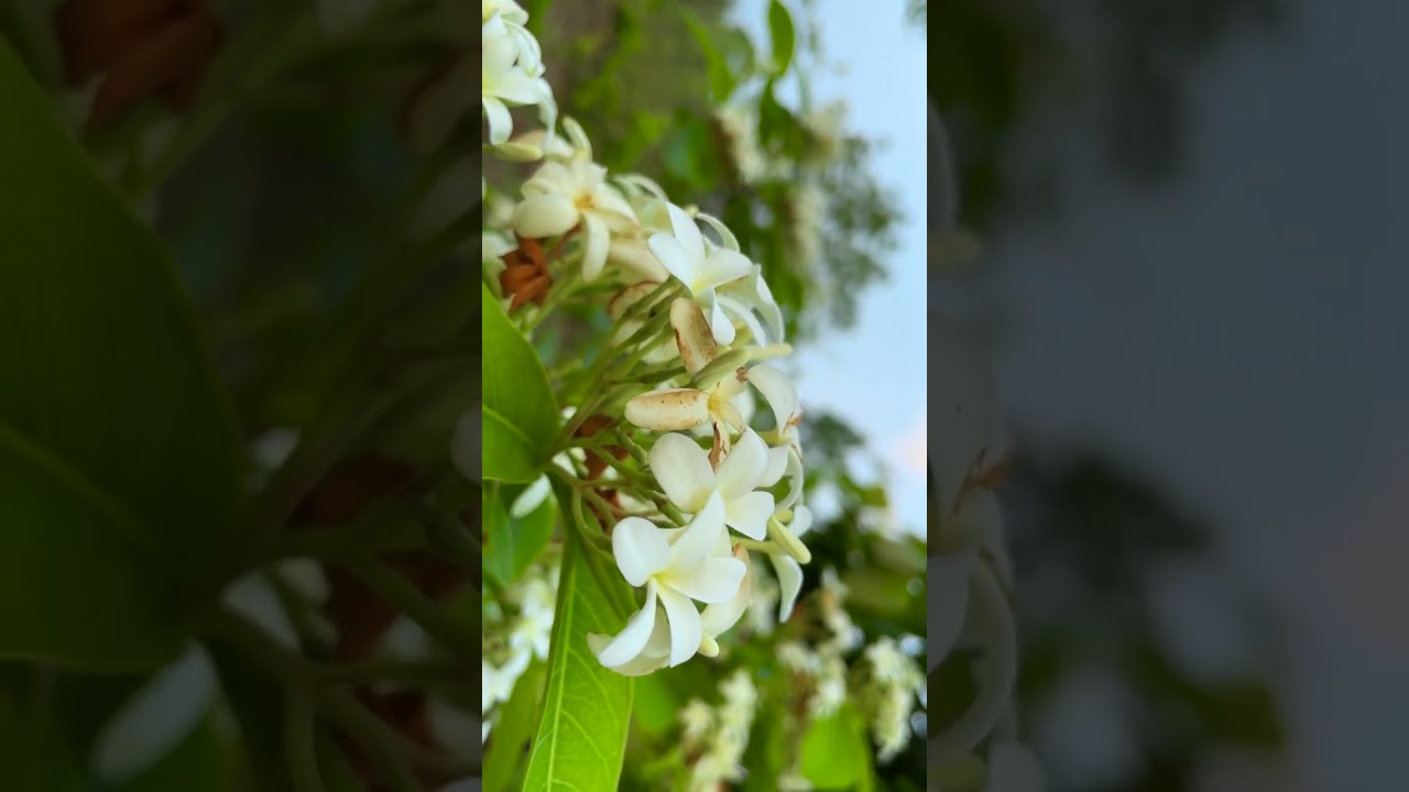 Lilibichi hat baha // New Santali short video 2024