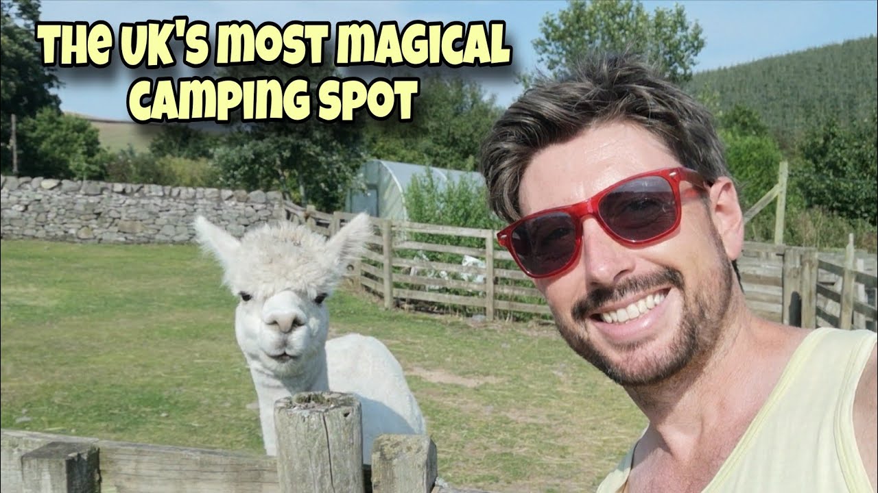 Beirhope alpacas | Kelso