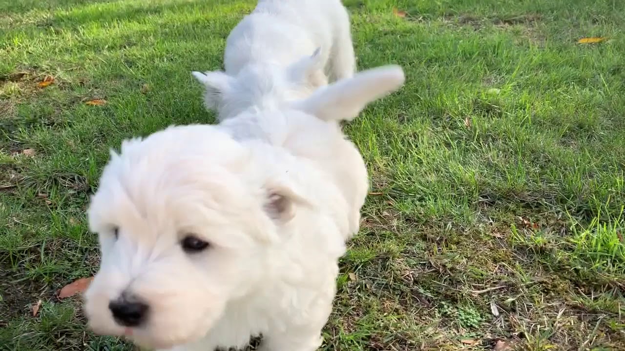 Westie Welpen von der Texas Ranch 2019