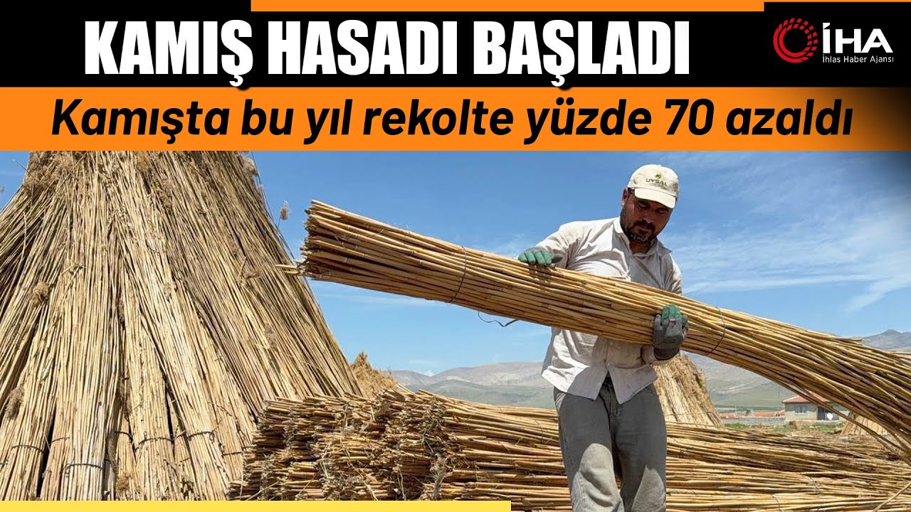 Eber Gölü'nde Kamış Hasadı Başladı