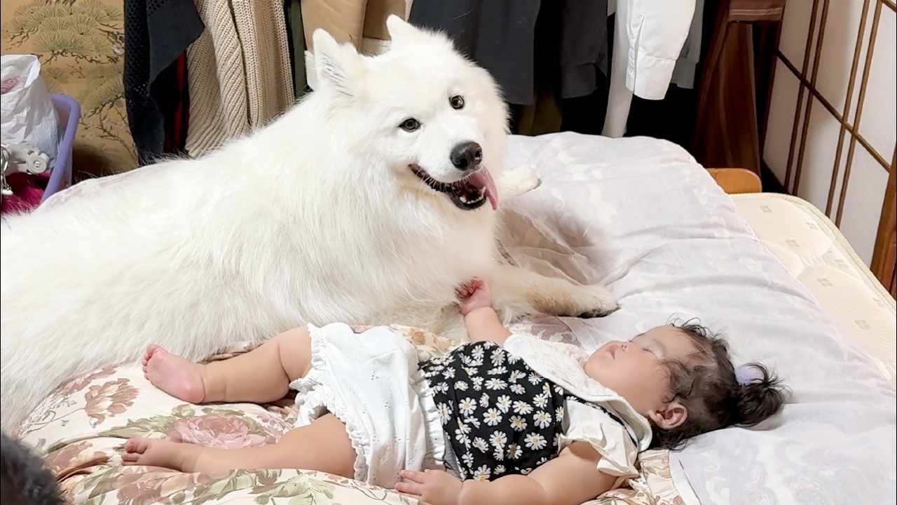 0才の姪っ子が寝ているそばを離れようとしない赤ちゃん好きな犬がかわいすぎました…