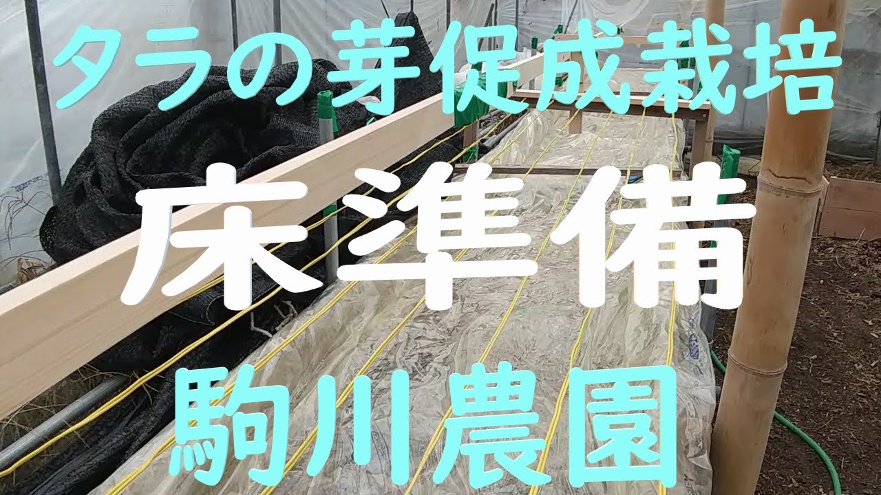 タラの芽促成栽培①　伏せ床準備　目指せ100品目　邑南町　駒川農園　20/12/10