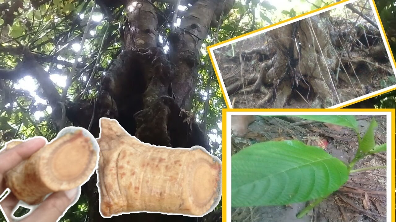 UGAT NG PUNO NA NAKAGAGALING NG MGA SAKIT/alingatong roots/herbal.medicine