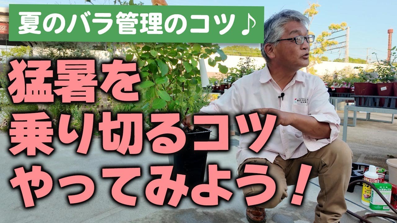 【バラの育て方】夏のバラ管理のコツ♪猛暑を乗り切るコツやってみよう！(2025年7月18日)