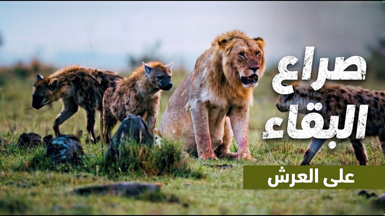 السافانا البرية: رحلة البقاء عبر السافانا الأفريقية بين أنياب المفترسات | وثائقي عن الحيوانات