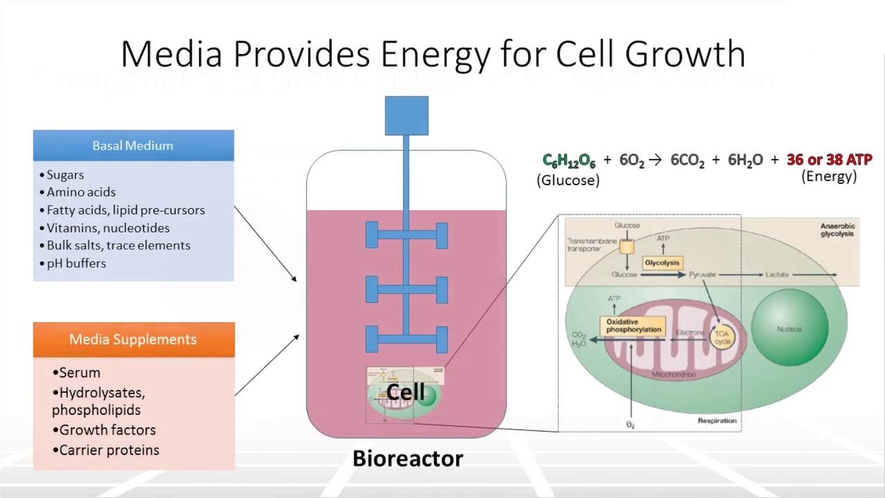 Understanding Chemically Defined Media in Bioprocessing – Two Minute Tuesday Video