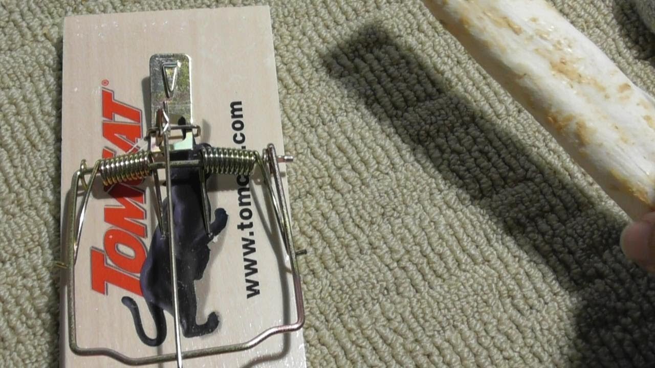 Rat Trap Tomcat 0373408 Wooden SETUP and REVIEW