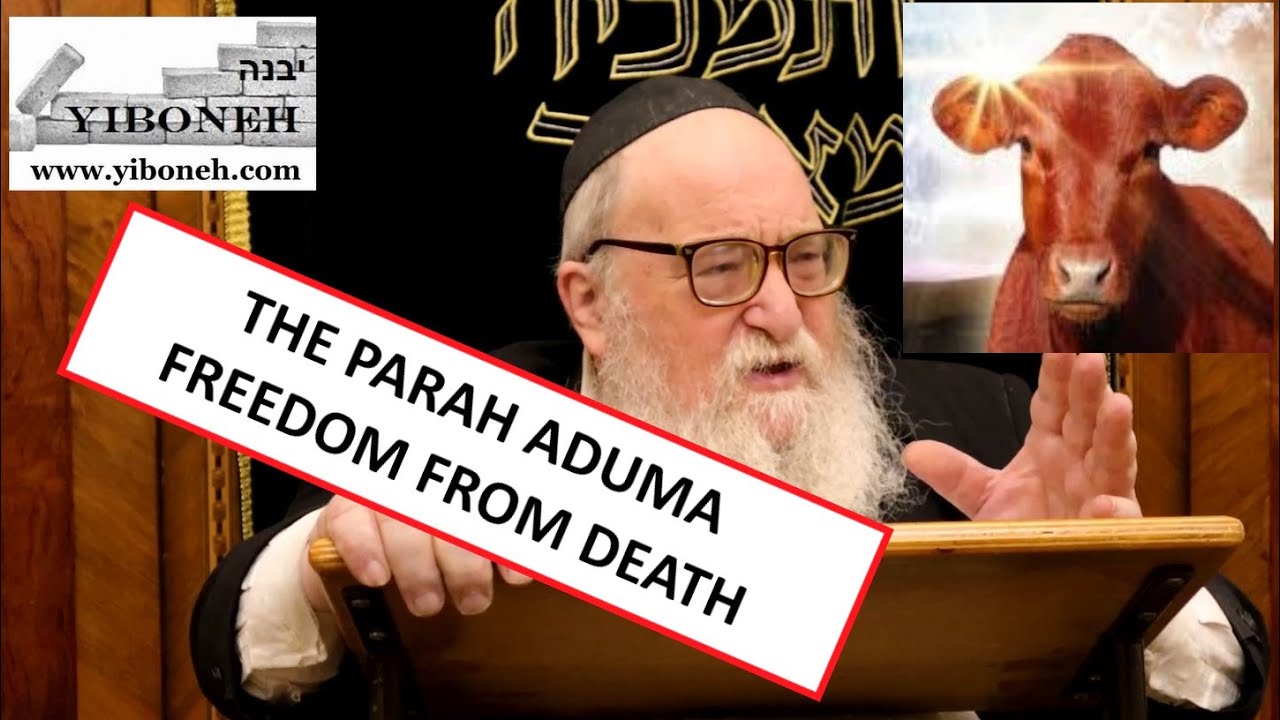 Rabbi Yitzchak Breitowitz: The Parah Aduma and Freedom from Death