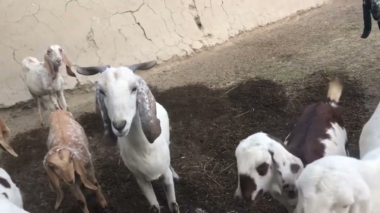 1 hafte se band hain bakriyan 😌 #goatfarming #youtube #youtubeshorts