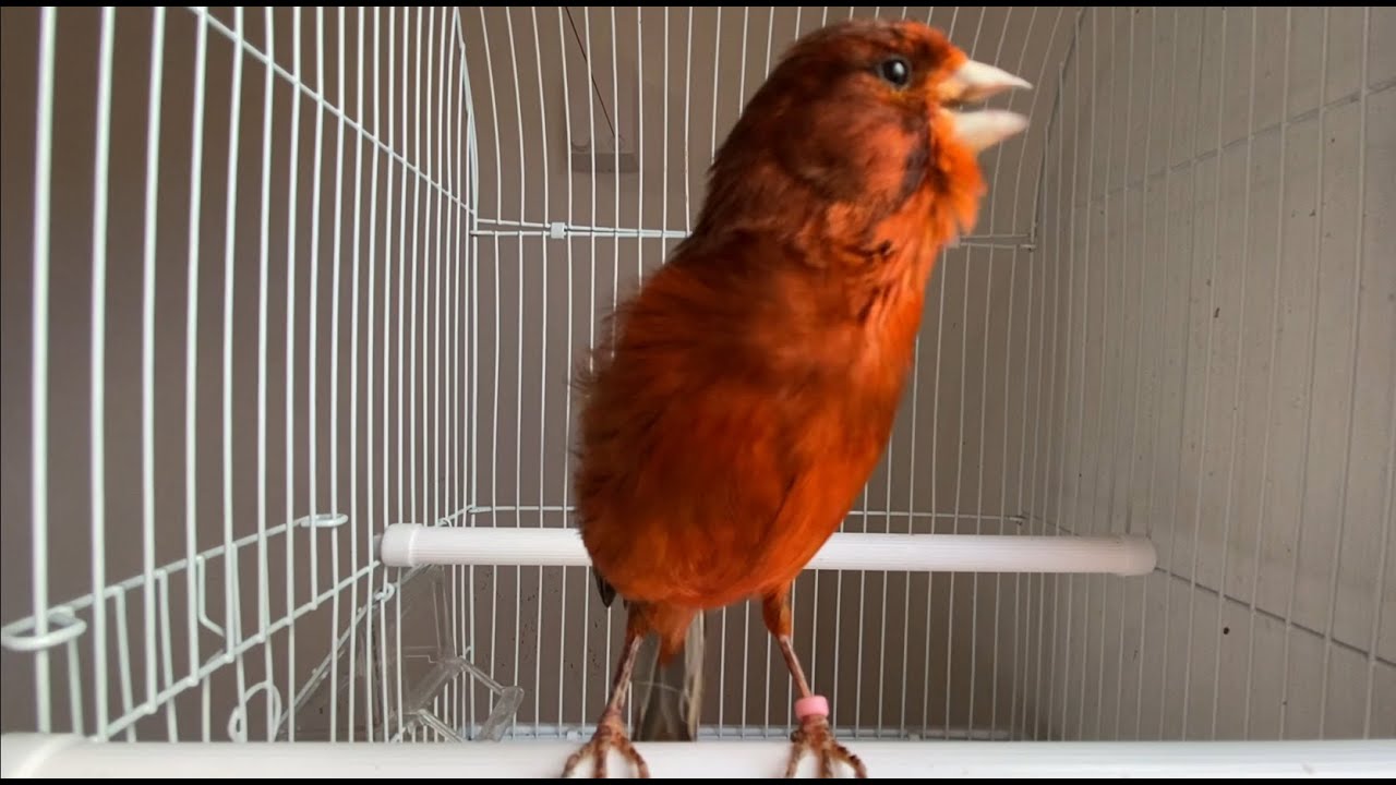 Canario negro bruno Cantando🐦 Canto de canario hermoso .