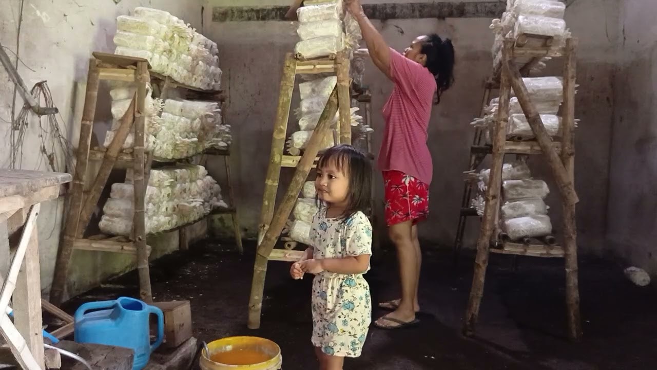 HARI KE-5 RUTINITAS PAGI NGERAWAT JAMUR 