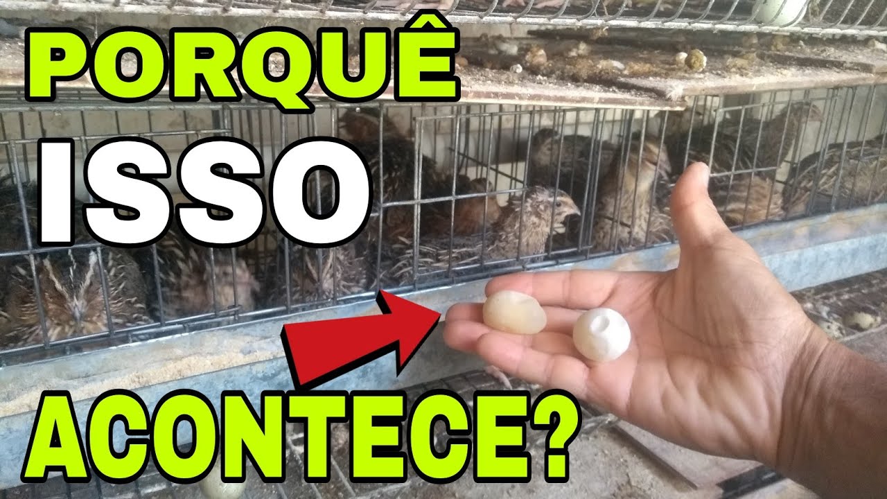 😱 OVOS SEM CASCA, SEM PIGMENTAÇÃO? CALMA! 🤚