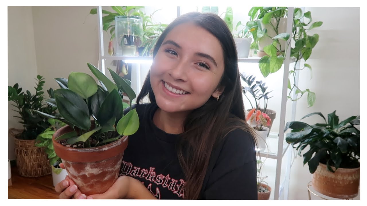 Scindapsus Treubii Moonlight Full Care Guide + Propagation