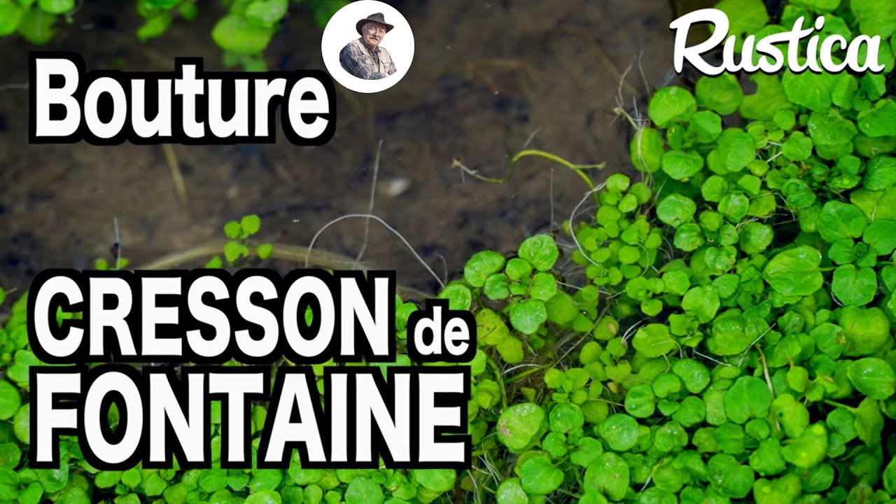 Comment multiplier du cresson de fontaine sauvage.