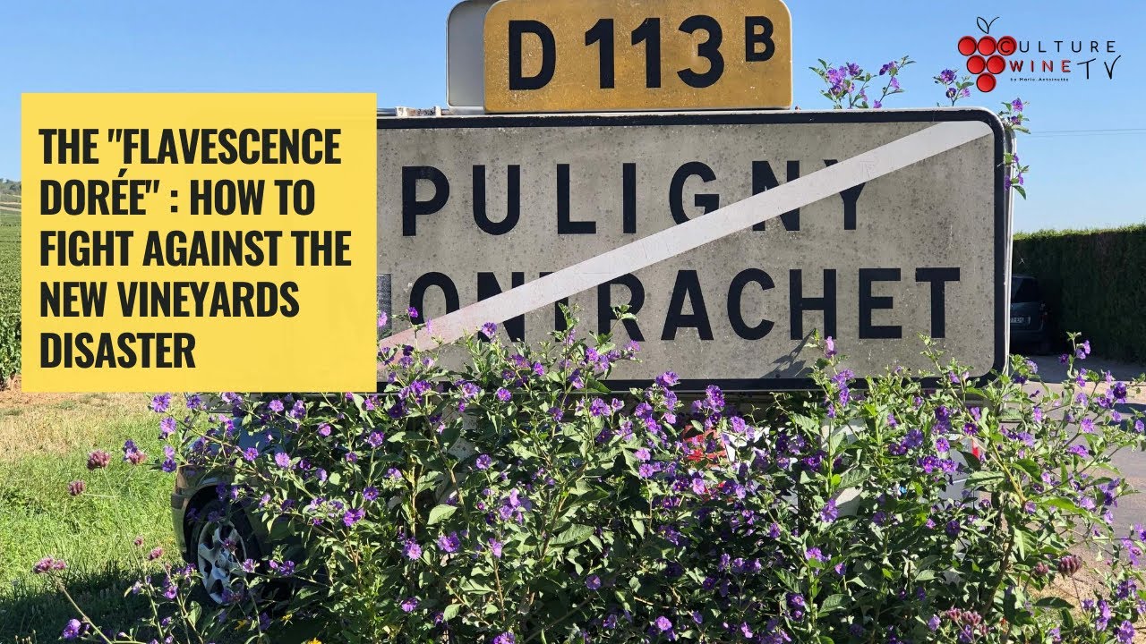 Flavescence dorée : how avoid a new vineyards disaster ?