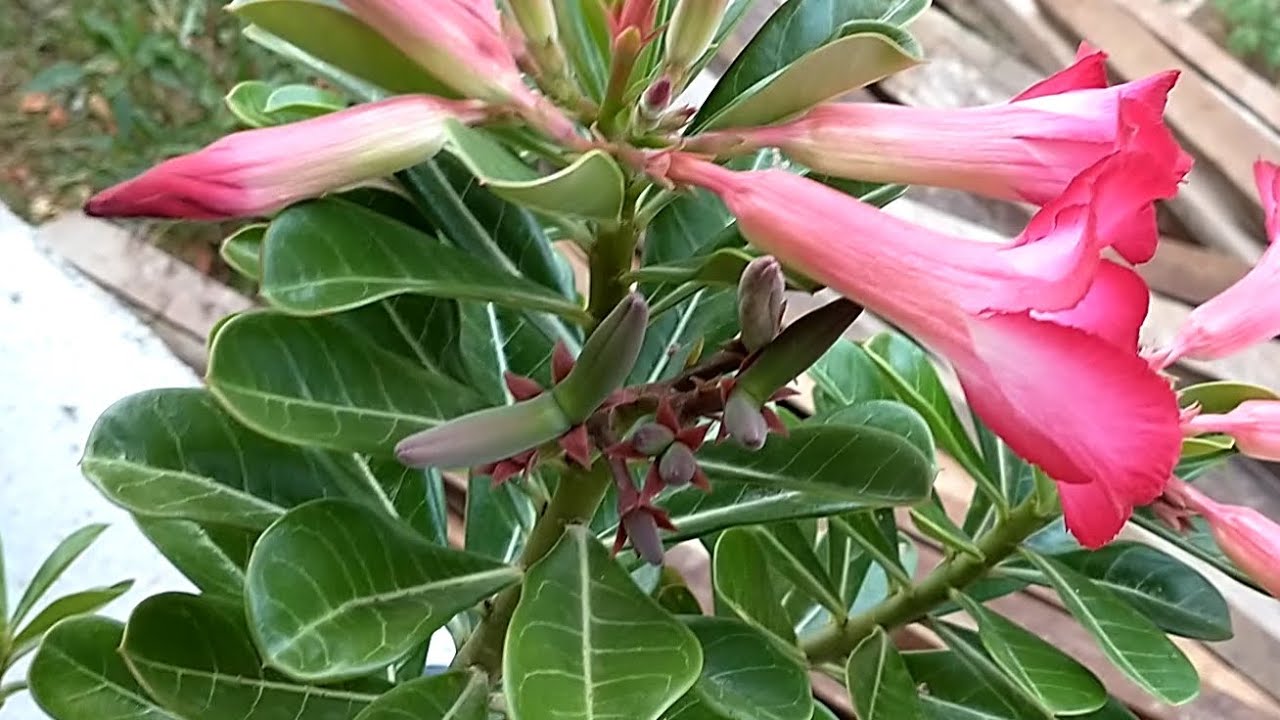 ✓Método Simples Para Polinizar Sua Rosa do Deserto PASSO A PASSO