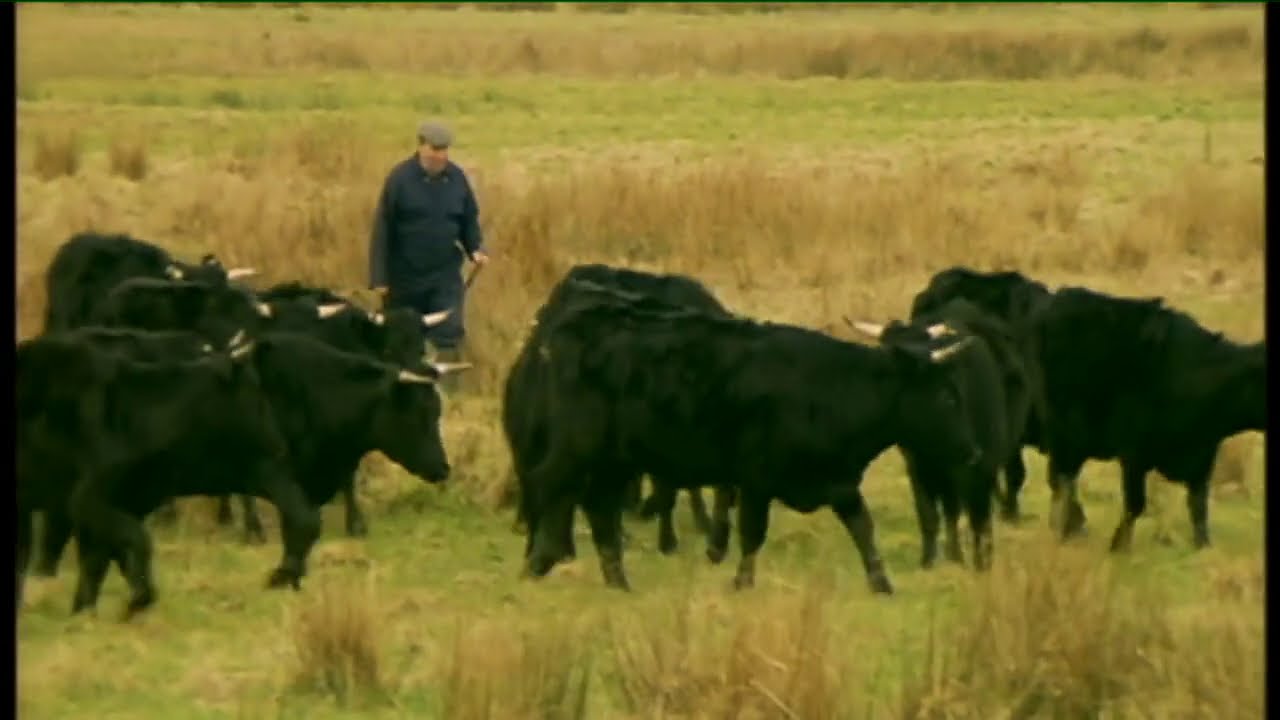 Éamon de Buitléar - Aililiú na Gamhna | Ainmhithe na hÉireann | TG4
