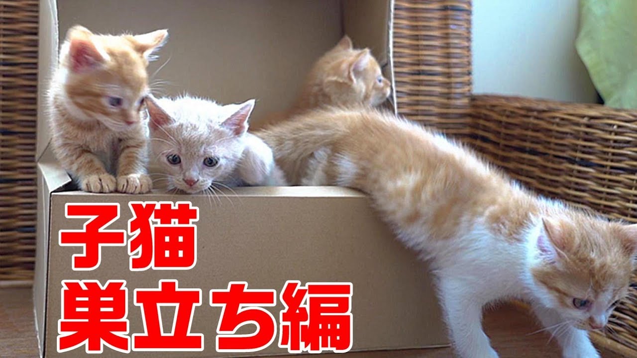赤ちゃんを身ごもった野良猫親子の保護記録④　子猫の巣立ち編