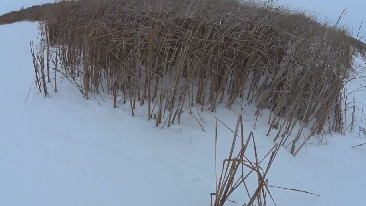 Охота на зайца 03 01 26