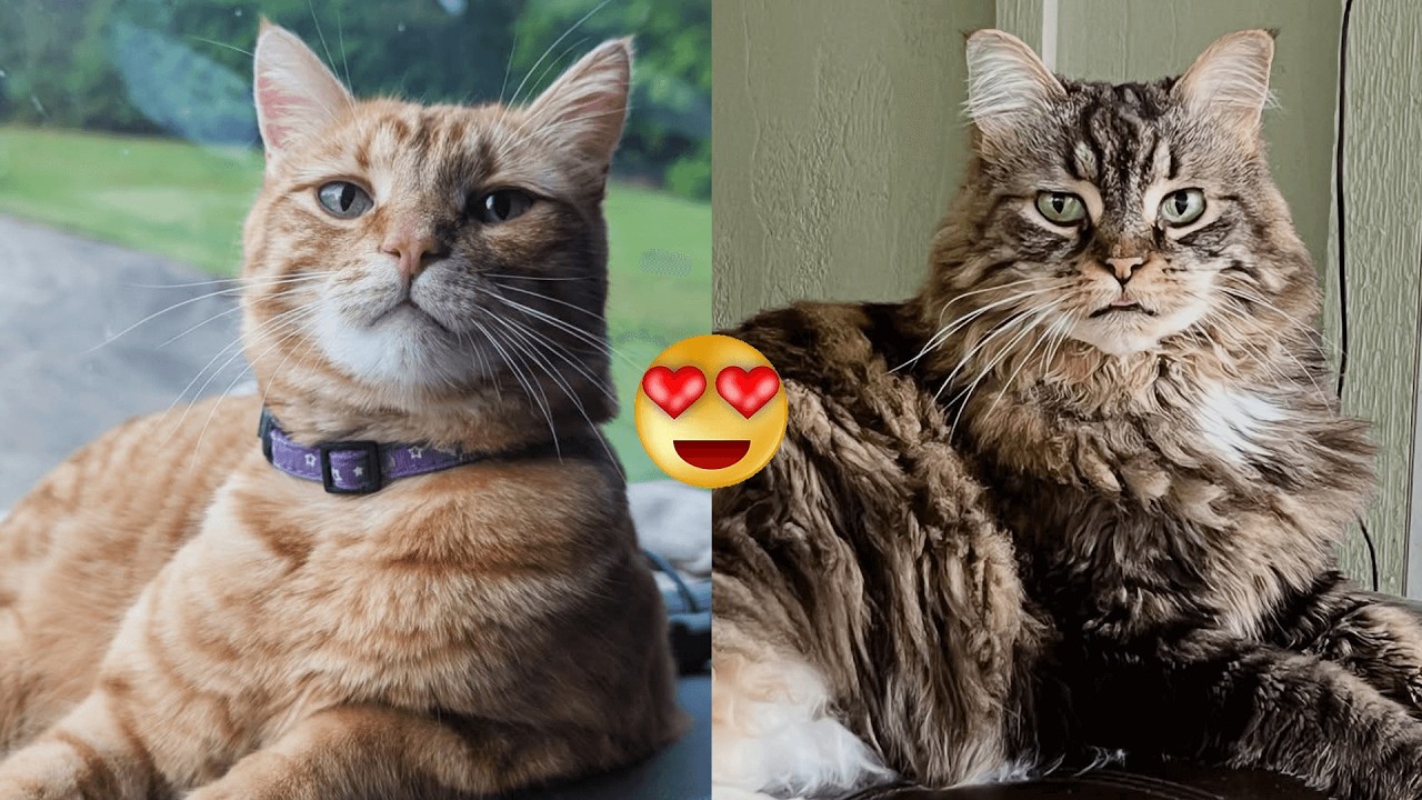 He Was a Stray — Now This Trained Cat Runs the Streets 🐱