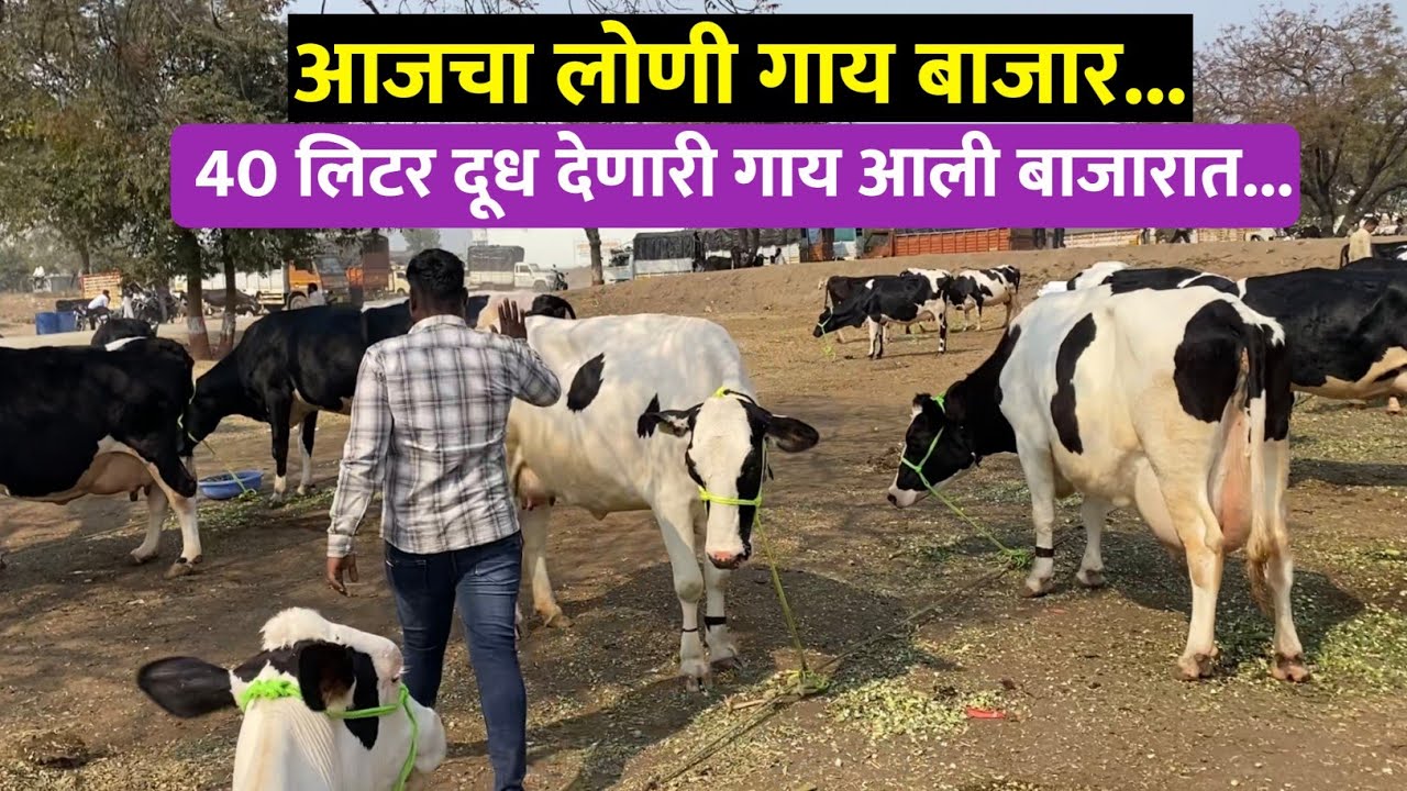 🛑Live लोणी गाय बाजार सोमवार, 26 जानेवारी 2026, loni cow market, लोणी hf गाय बाजार आजचे चालू बाजारभाव