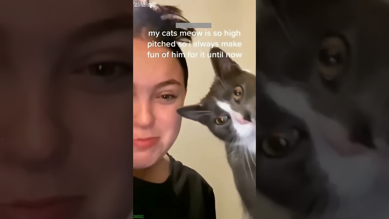 Cat Lover 🐕 Will Cheer you Up 😾 # Ep 6635
