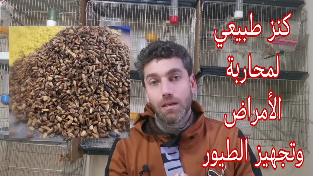 كنز طبيعي من البذور وزنه ذهب لا تحرم عصافير الكناري والحسون منها