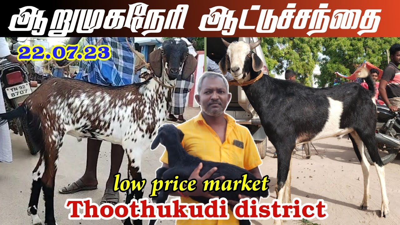 22.07.23/ Arumuganari goat market / குறைந்த விலை ஆடுகள், குட்டிகள்