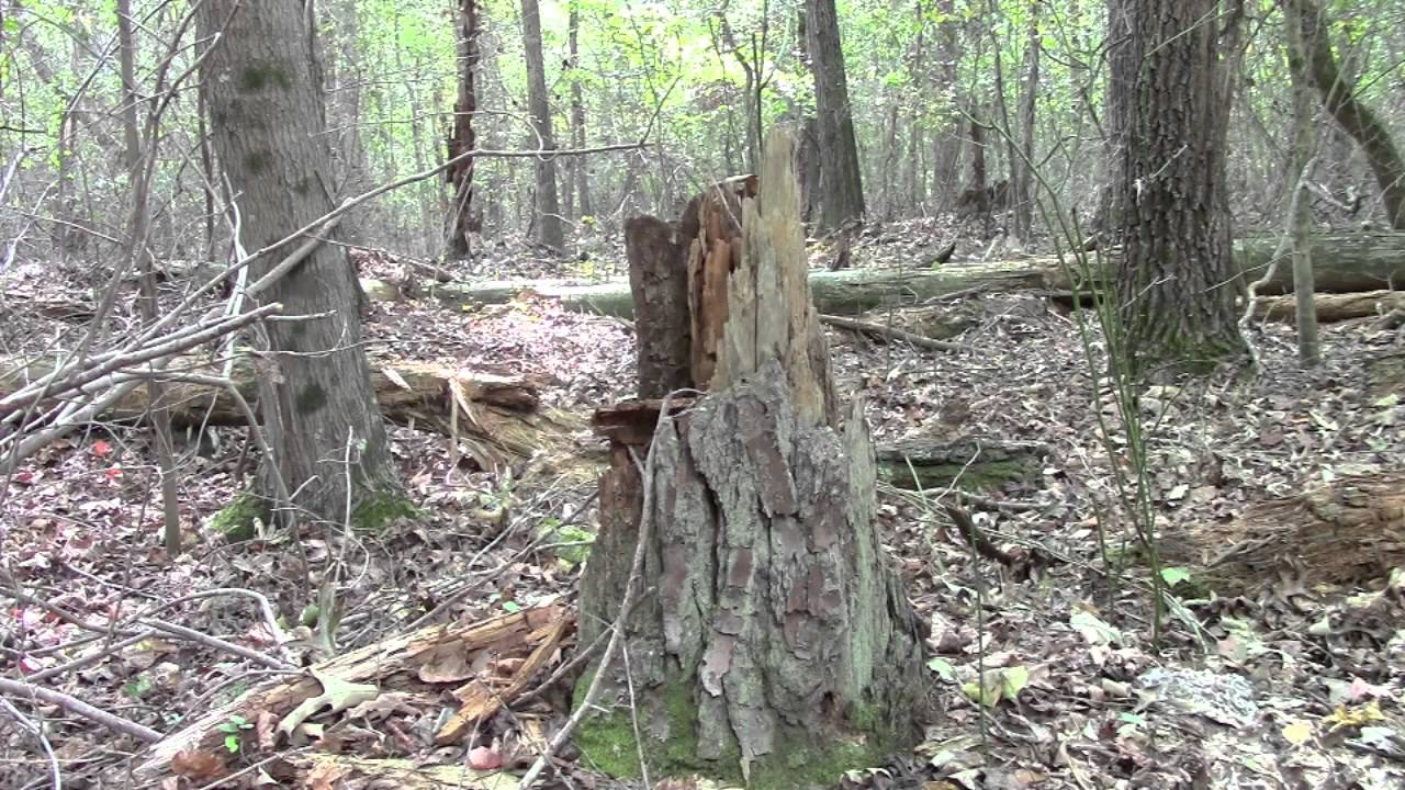 Collecting Fatwood with the 2015 Schrade SCHF28 Survival Knife - Fatwood - My Favorite FireStarter