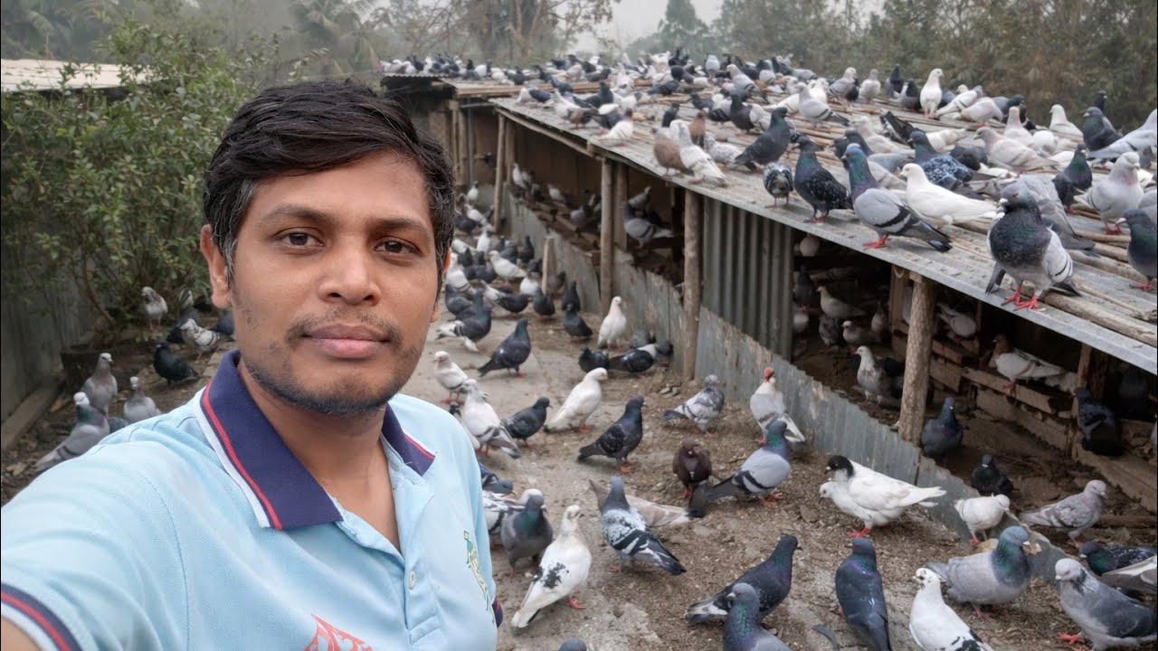 মেঘলা আকাশে বিকালবেলা কবুতরের উড়াউড়ি | Beautiful Pigeons Flying in Cloudy Sky Evening।