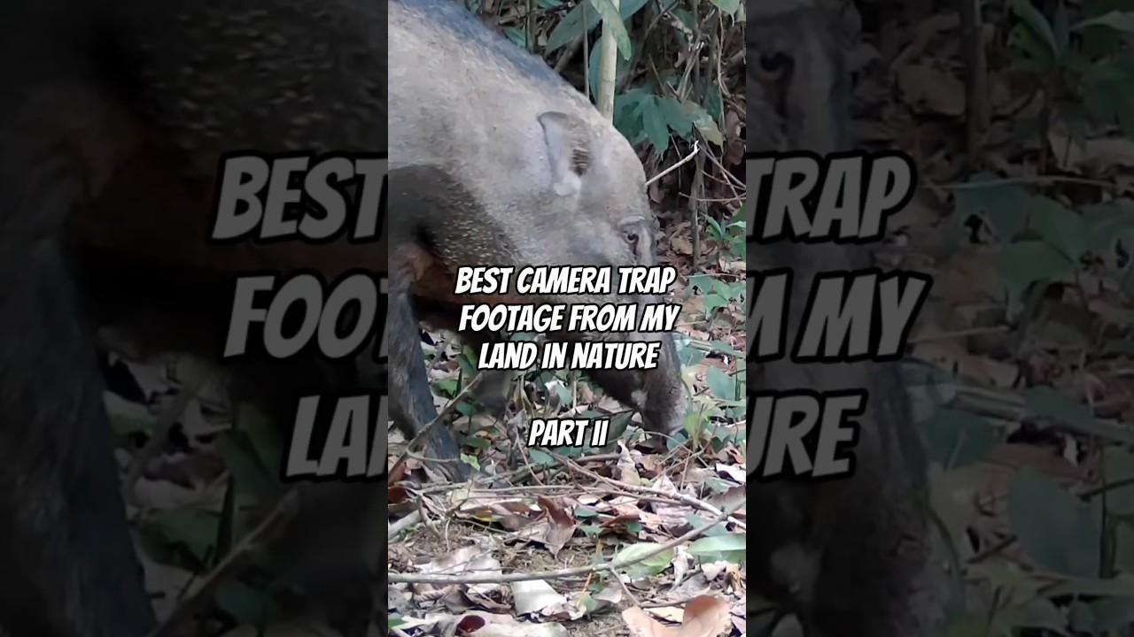 Best camera trap footage from my land in nature: Part II