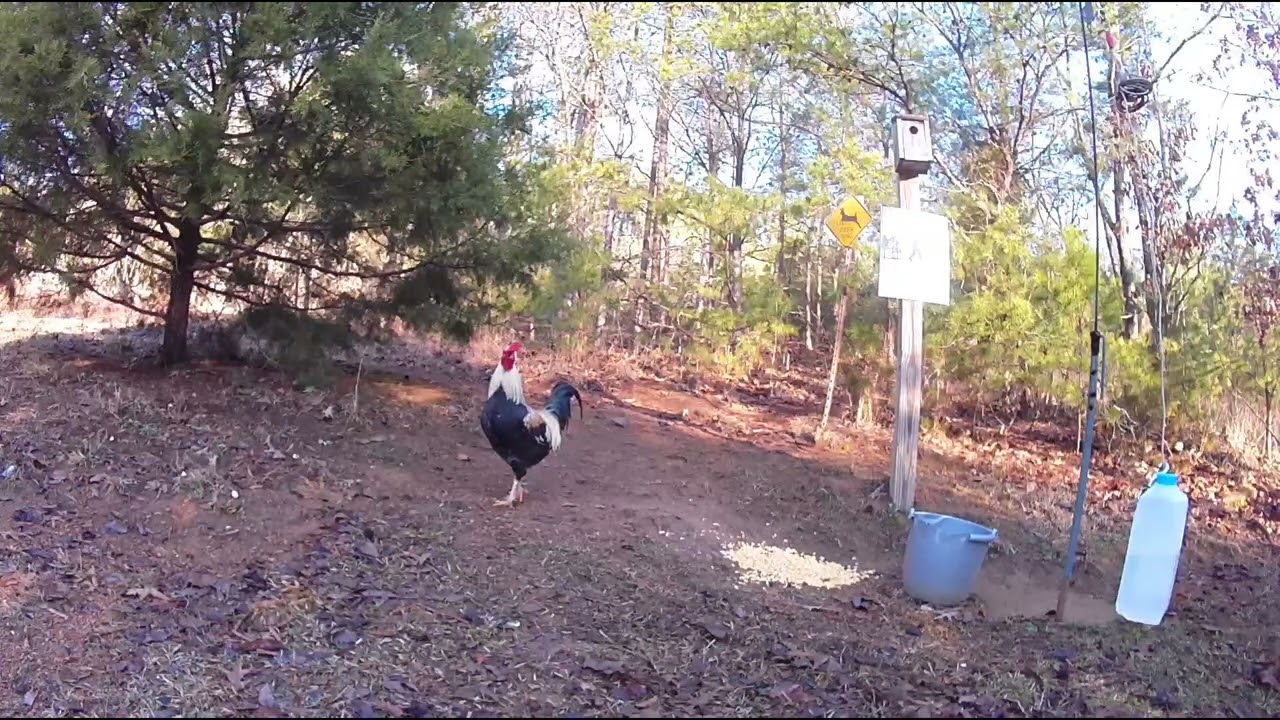 Rooster. February 16, 2026. ￼