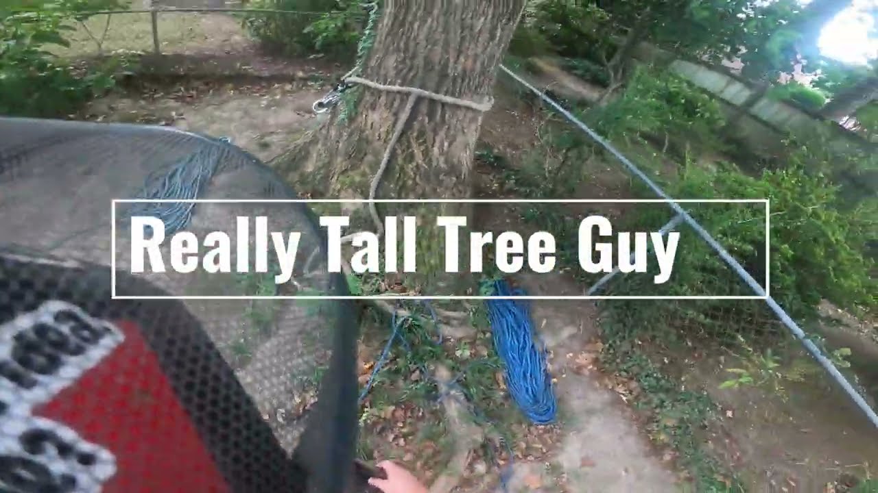 SKETCHY hollow 90' poplar