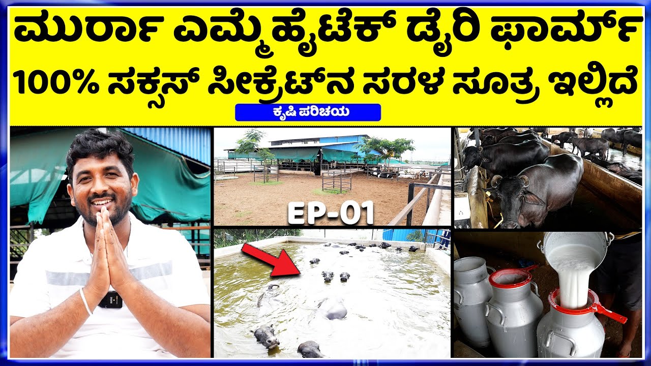 Call-9686296733 Murrah Buffalo Panduranga Dairy Farm || ಲಾಭದಾಯಕ ಬಿಸಿನೆಸ್ ಮುರ್ರಾ ಎಮ್ಮೆ ಸಾಕಾಣಿಕೆ