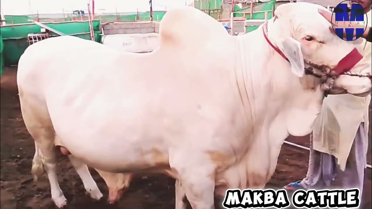 Makba Cattle Farm Update @MAKBA #gulabibachara #cattlefarm #gulabibachri 