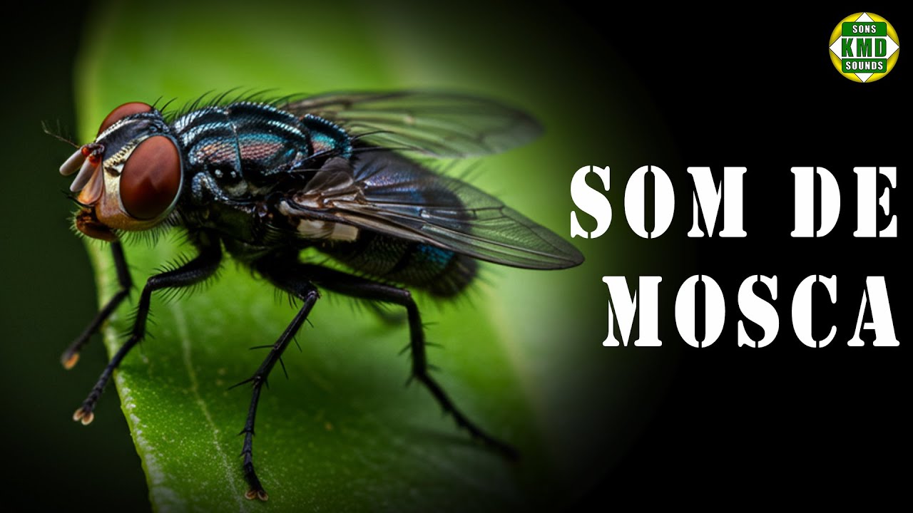 Zum Zum! 🪰 Sons REAIS de MOSCA – Efeitos Sonoros Irritantes e Autênticos!