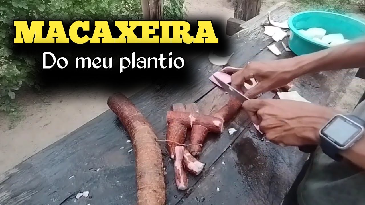 Preparei MACAXEIRA cozida do MEU PLANTIO