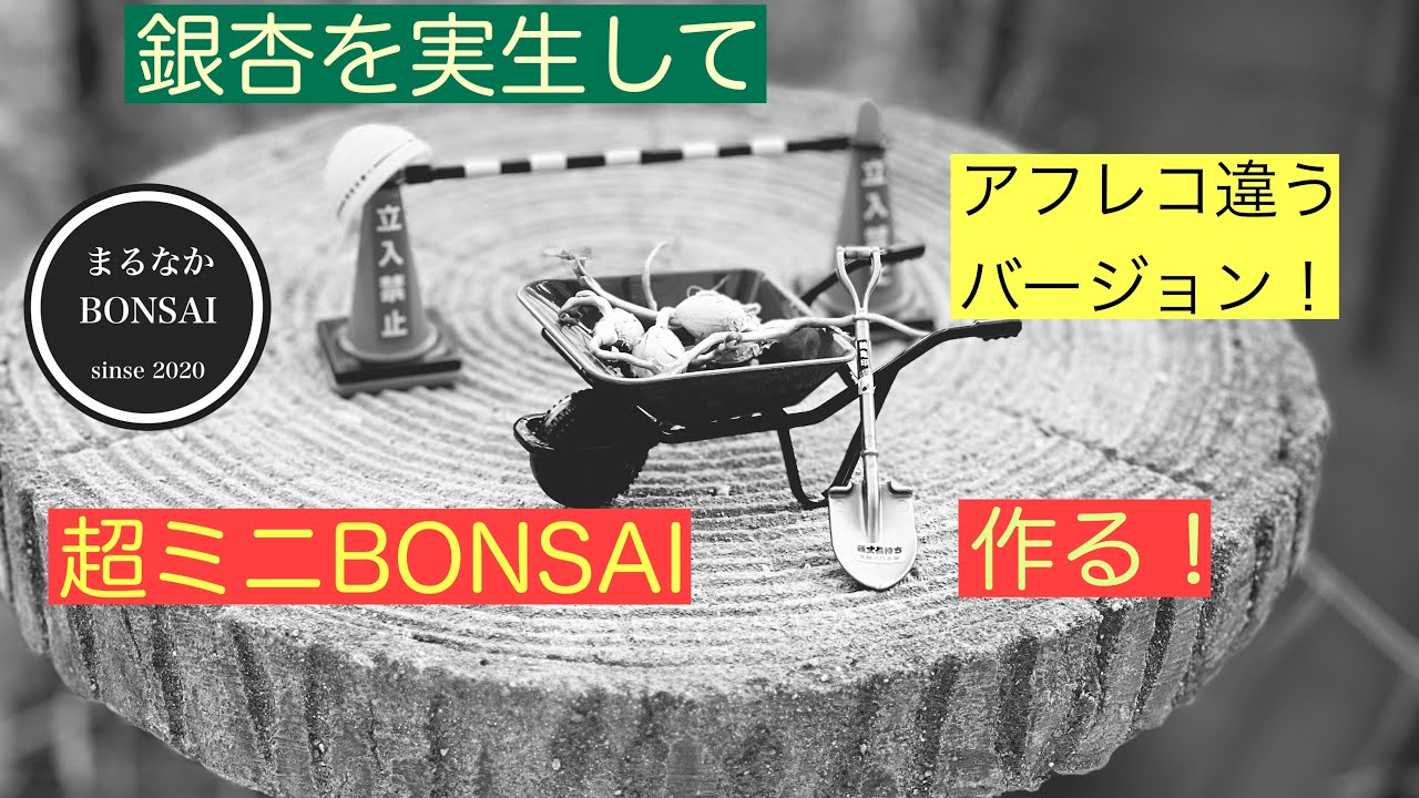 #311  アフレコ違うバージョン。　　　【超ミニ盆栽】@bonsai1007