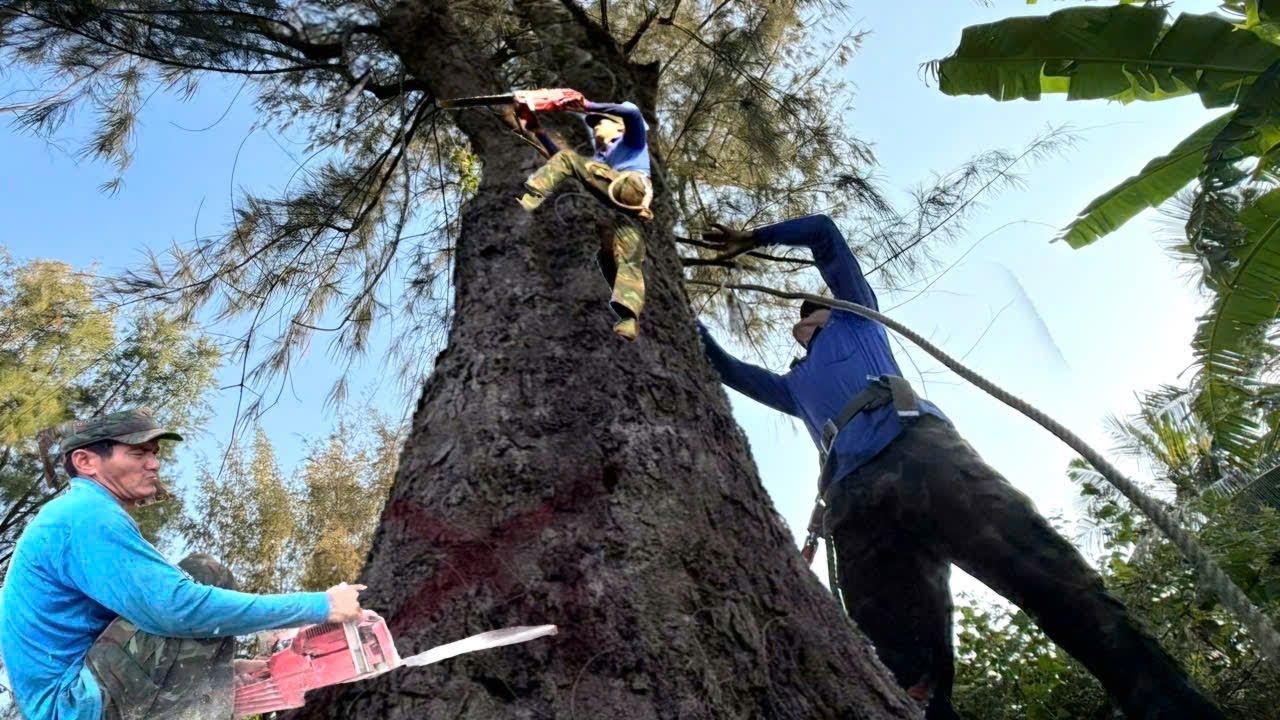 Cưa Cây Dương To, Ngay Dây Điện, Cứng Như Đá, Ở Kiên Lương, Cưa Kỹ Thuật,341