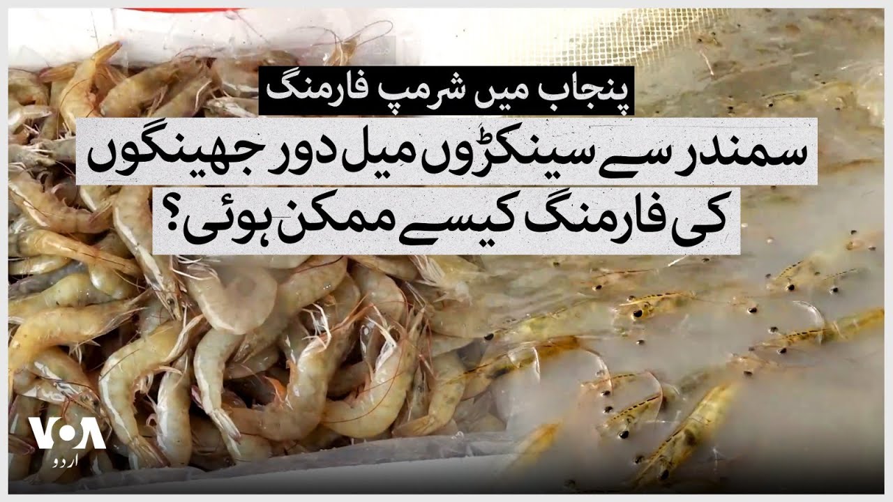 How did shrimp farming become possible so far away from the sea? | VOA Urdu