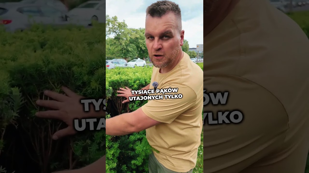 Cis - elegancka roślina na żywopłot