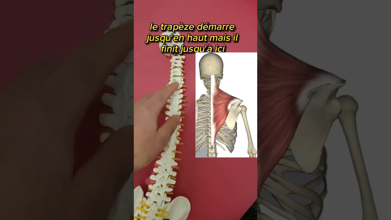 Douleur épaule et cervicale? mobilise ton rachis thoracique #kiné #osteopathie