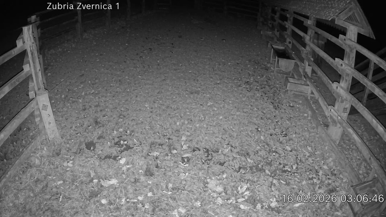 Zubria zvernica (cam212) 16.02.2026 o 03:09