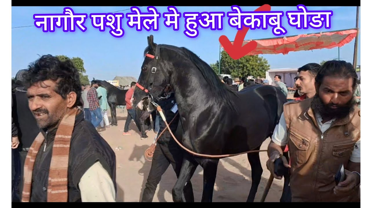 नागौर पशु मेले मे बकाबु  हुआ घोङा