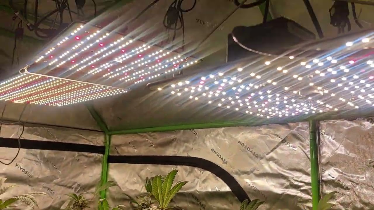 Bubba cheesecake and cali critical mass week 7 of flower. #Organicgrowing
