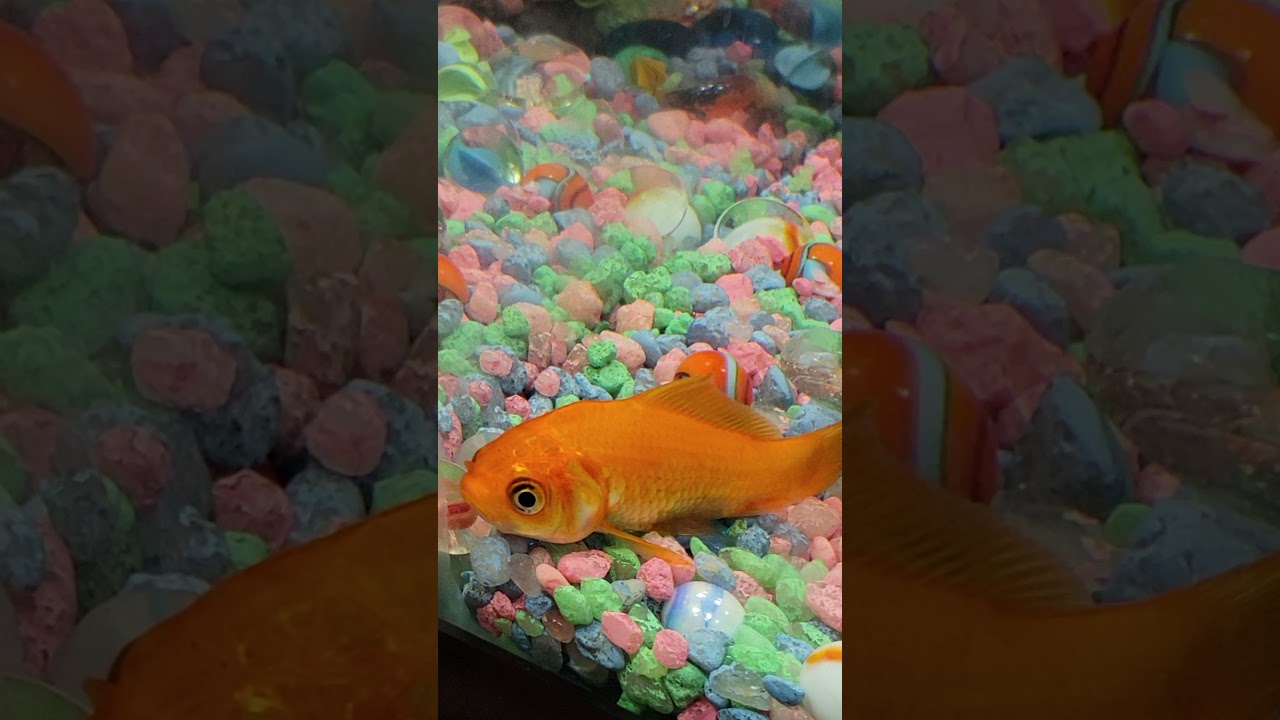Goldfish Sleeping